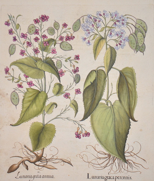 Lunaria graeca perennis/ Lunaria graeca annua