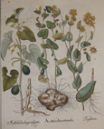 Aristolochia rotunder/ Aristolochia longa vulgaris/ Perfoliata
