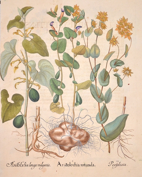 Aristolochia rotunder/ Aristolochia longa vulgaris/ Perfoliata