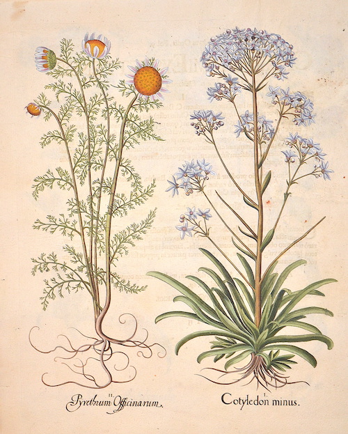 Cotyledon minus/ Pyrethrum Officinarum