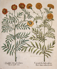 Caryphullus Indicus plenus flore e luteo rubescens min/ Caryphullus Indicus flore luteo rubescente simplsici min