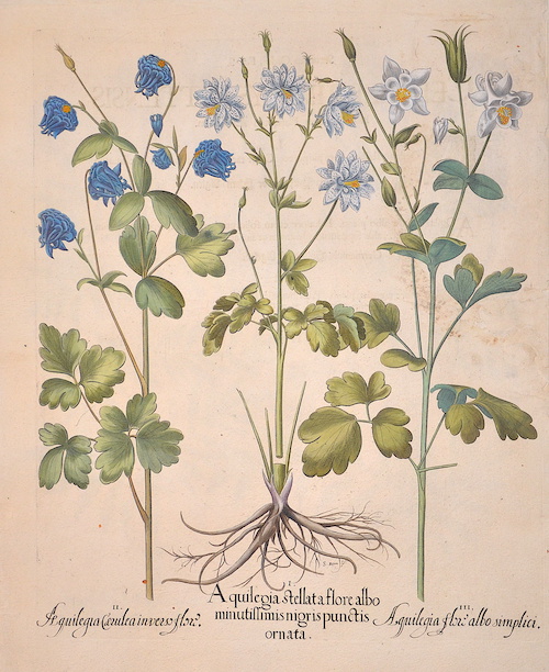 Aqilegia stellata flore albo minutissimis migris punctis ornata/ Aqilegia caerulia inverso flore/ Aqilegia flore albo simplici