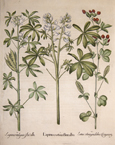 Lupinus exoticus flore albo/ Lupinus vulagria flore albo/ Lotus Tetragonolubus Camerary