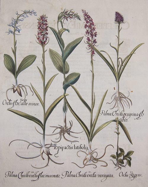 Epipactis latifolia/Palma christi erecta variegata/Palma christi erecta flore incarnato/Orchis flore albo minor/Palma christi perigrina flo rubro/…