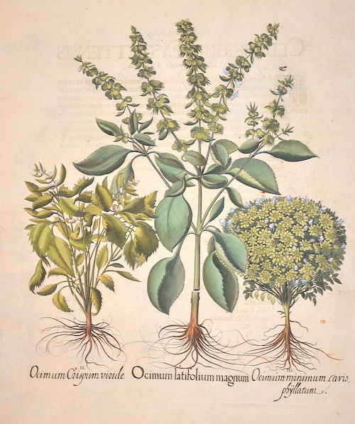 Ocimum latifolium magnim/ Ocimum crispum viride/ Ocimum minimum cario phyllatum