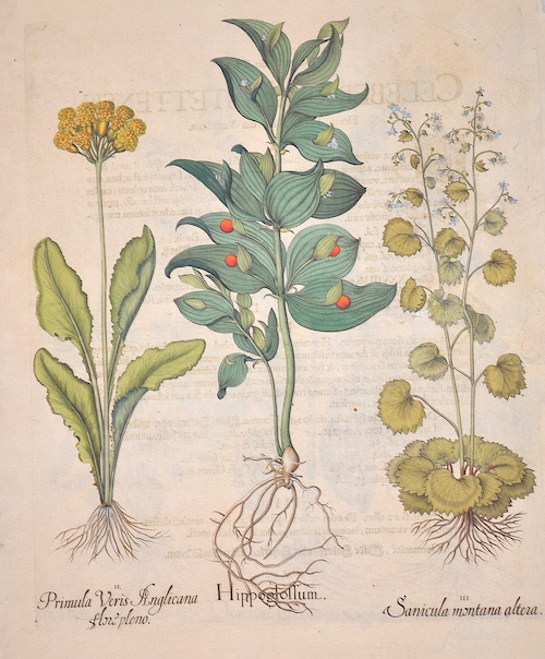 Hippoglossum/ Primula Veris Anglicana flore pleno/ Sanicula montana altera