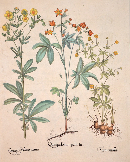 Quinquefolium palustre/ Quinquefolium maius/ Tormentilla