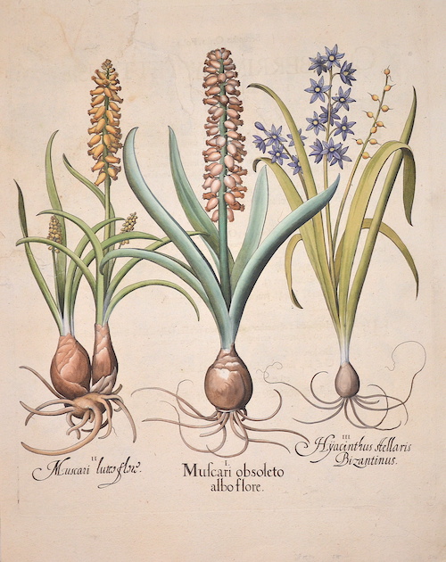 Muscari obsoleto albo flore/ Muscari luteo flore/ Hyacinthus stellaris Bizantinus