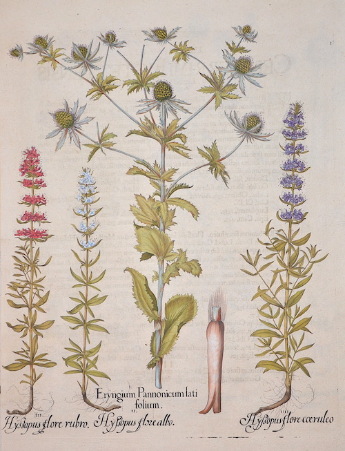 Eryngium Pannonicum latifolium/ Hyssopus flore albo/ Hyssopus flore rubro/ Hyssopus flore coeruleo