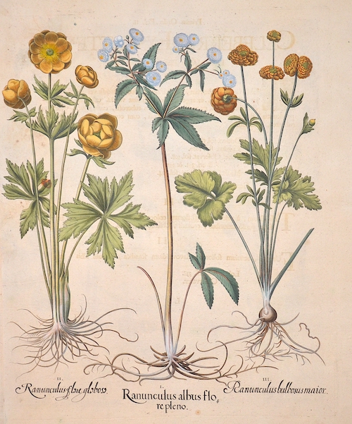 Ranunculus albus flore pleno, Ranunculus flore globoso, Ranunculus bulbosus maior