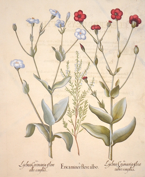 Lychnis Coronaria