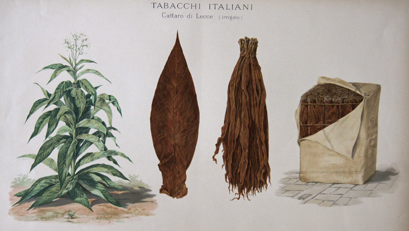 Tabacchi Italiani Cattaro di Lecce ( irigato)