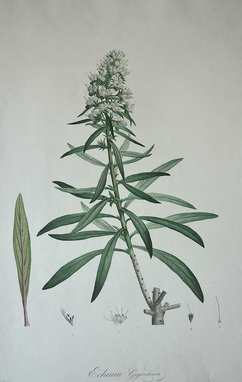Echium Giganteum 71