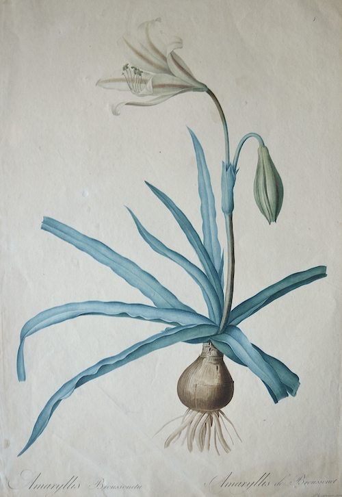 Amaryllis Broussonetii / Amaryllis de Broussonet 02