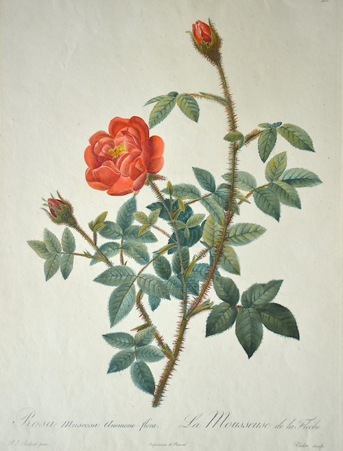 Rosa Muscosa Anemone-flora. La Mousseuse de la Fleche. 163.
