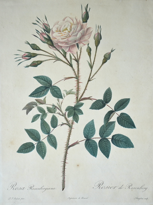 Rosa Rosenbergiana. Rosier de Rosenberg.