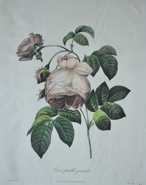 Cent-feuilles penchee. 13
