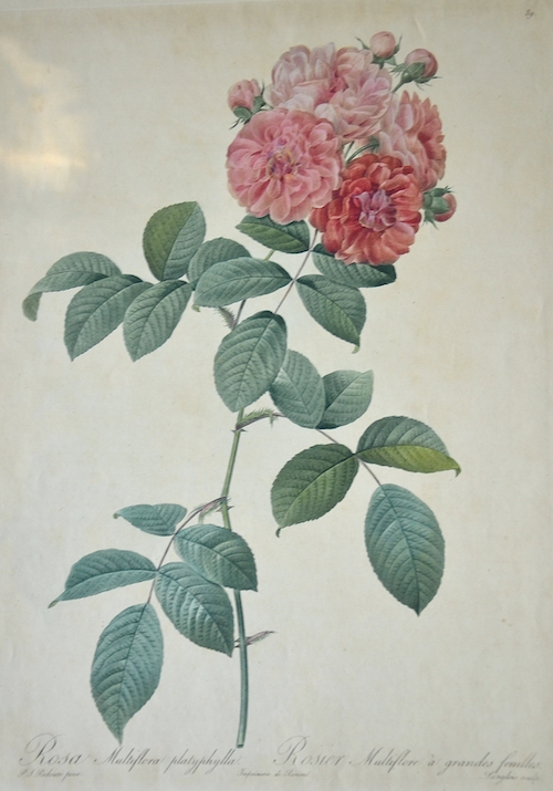 Rosa Multiflora platyphylla. Rosier Multiflore a grandes feuilles 89.
