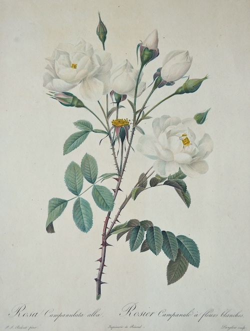 Rosa Campanulata alba. Rosier Campanule a fleurs blanches.