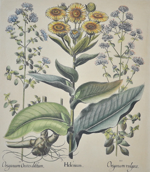 I Helenium. II Origanum Onites dictum. III Origanum Vulgare.