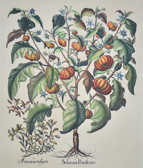 I. Solanum Pomiferum. II. Amaracus vulgaris.