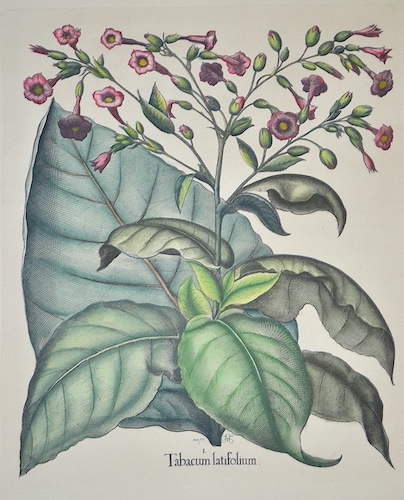 I. Tabacum latifolium.