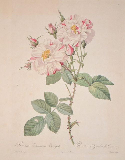 Rosa Damascena Variegata. / Rosier d´ Yorck et de Lancastre.