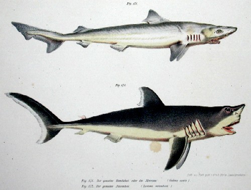 Der gemeine Hundhai oder sie Meersau/ Galeus canis, Der gemeine Nasenhai/ Lamna cornubica
