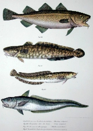 Der gemeine Stockfisch oder Kabeljau, der gemeine oder Aal-Rutte/,der gemeine Meerquappe, der nordische Berglachs oder Grenadier