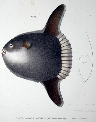Der europäische Mondfisch oder der schwimmende Kopf ( ortagoriscus Mola)