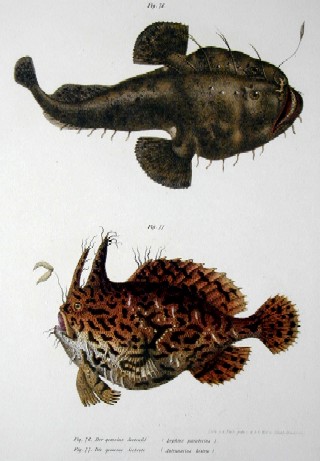 Der gemeine Seeteufel ( lophius pscatorius), die Gemeine Seekröte ( Antennarius histrio)