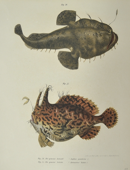 Der gemeine Seeteufel ( lophius pscatorius), die Gemeine Seekröte ( Antennarius histrio)