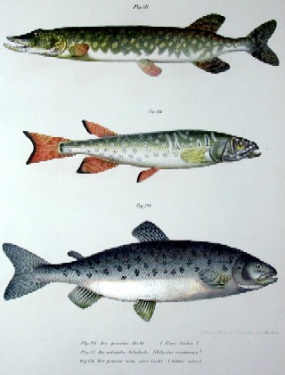 Der gemeine Hecht ( Esox lucius), der geäugelte Salmhecht ( Galxias Truttaceus), der gemeine Salm oder Lachs ( Salmo salar)