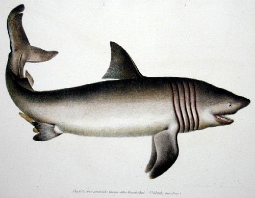 Der nordische Riesen- oder Wanderhai (Selache maxima)