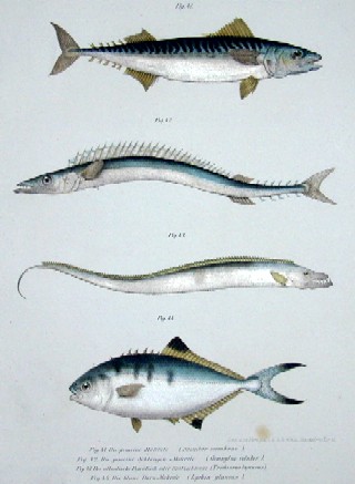 Die gemeine Makrele, die gemeine Schlangen Makrele, der ataltische Degenfisch oder oder Spitzschwanz, die Blaue-Dornmakrele