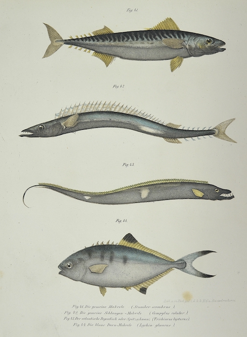 Die gemeine Makrele, die gemeine Schlangen Makrele, der ataltische Degenfisch oder oder Spitzschwanz, die Blaue-Dornmakrele