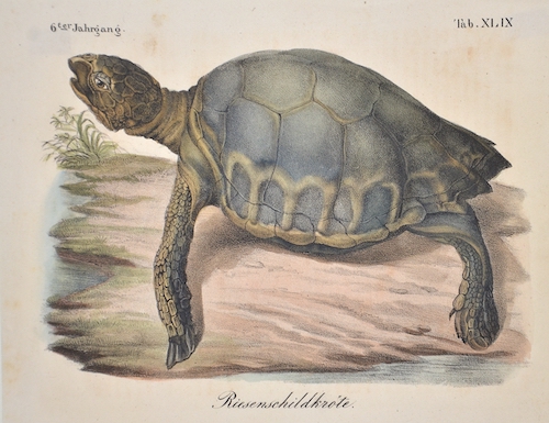 Riesenschildkröte