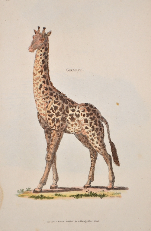 Giraffe