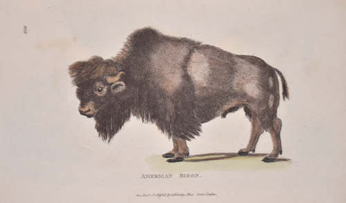 American Bison