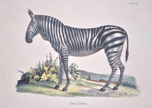 Das Zebra