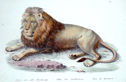 Löwe aus der Brabarey. Felis Leo barbaricus. Lion de Barbarie.