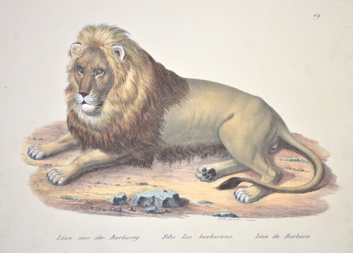 Löwe aus der Brabarey. Felis Leo barbaricus. Lion de Barbarie.