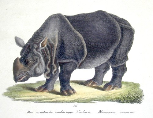 Das asiatische einhörnige Nashorn