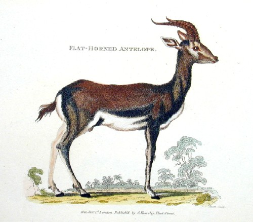 Flat-Hornit Antelope