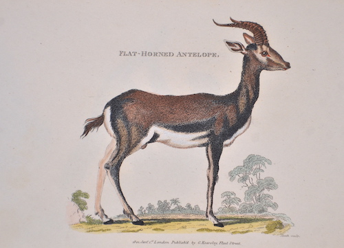 Flat-Hornit Antelope