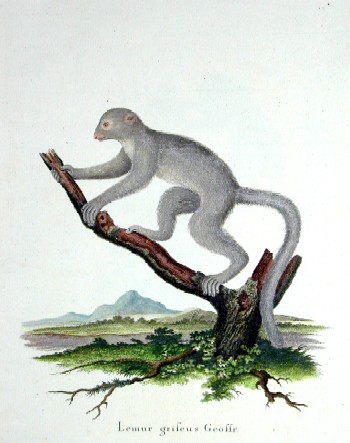 Lemur grifeus Geoffre