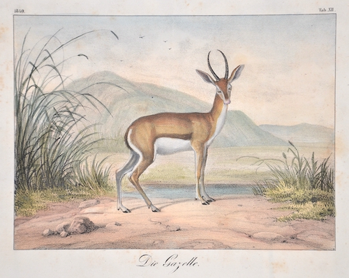 Die Gazelle