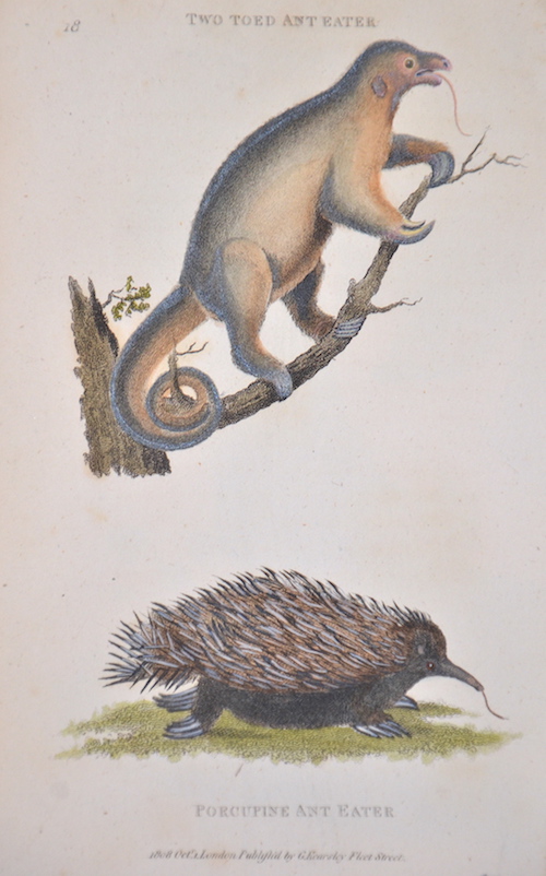 Two toed ant eater, porcupine ant eater