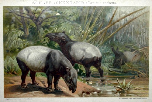 Schabracken Tapir