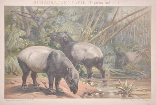 Schabracken Tapir